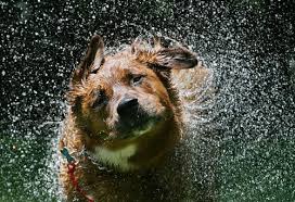 shake